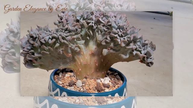 ECHEVERIA CUBIC FROST/ DIFFERENT VARIETIES. "3/500 Succulent ID Series ." 🦋#84 смотреть онлайн