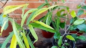 Комнатные цветы. Много интересных сортов фикусов.