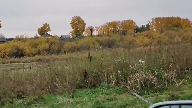 Кедровый орех. Село Базой (Томская область). Прогулка по лесу.