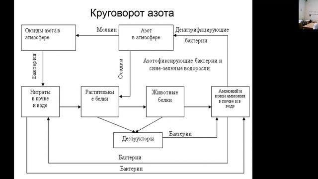 Биогеохимические циклы.  Круговорот веществ в биосфере