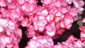 Гортензия Miss Saori