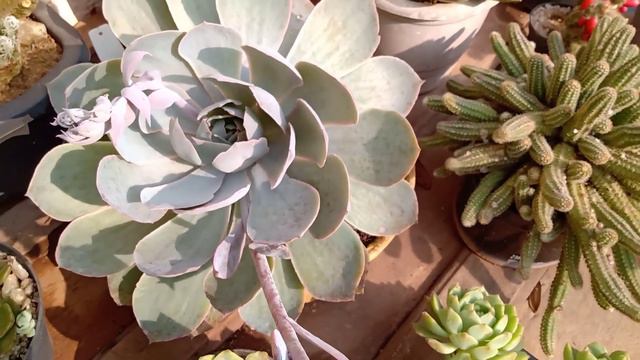 E. morning light dicas de cultivo 🍀 смотреть онлайн