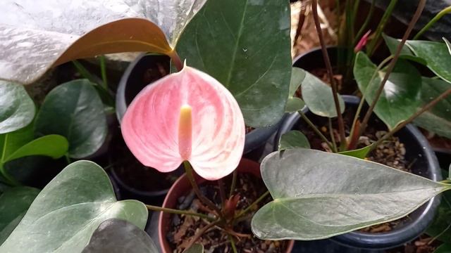 Rainbow Anthurium 🌷🌷 смотреть онлайн