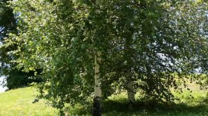 Маргарита Агашина  Ты тоже родился в России