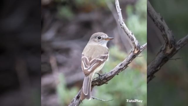 Серая мухоловка.Птицы России. смотреть онлайн