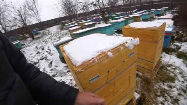 МАСШТАБНЫЙ ЭКСПЕРИМЕНТ,ЗИМОВКА ПЧЁЛ, СОСТОЯНИЕ ПЧЕЛОСЕМЕЙ. 11 Часть. смотреть онлайн