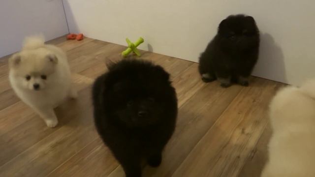 Шпиц медвежонок, померанский и малый