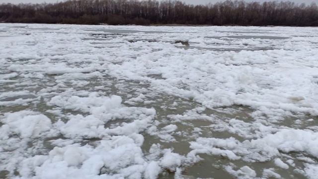 Ледоход на Иртыше, Омск 5 апреля 2020 г. смотреть онлайн