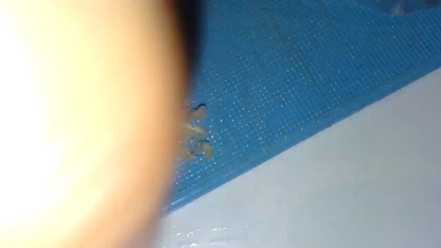 Сургутская самса г. Павлодар смотреть онлайн