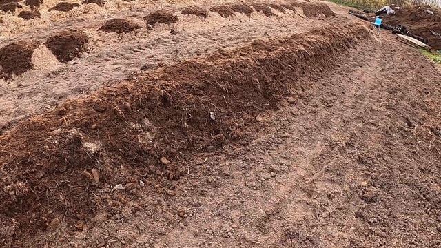 Методы посадки голубики. Разработка плантации смотреть онлайн