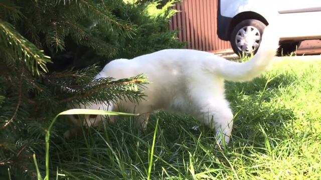 Шотландец на охоте смотреть онлайн