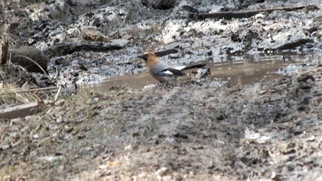 Сойки в лесу купаются\Jays are swimming in the forest смотреть онлайн