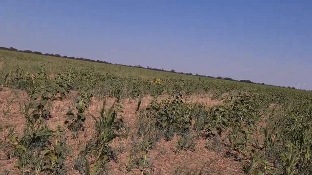 67 дней без дождя! Состояние посевов на сегодня. No-till 07.09.2020 смотреть онлайн