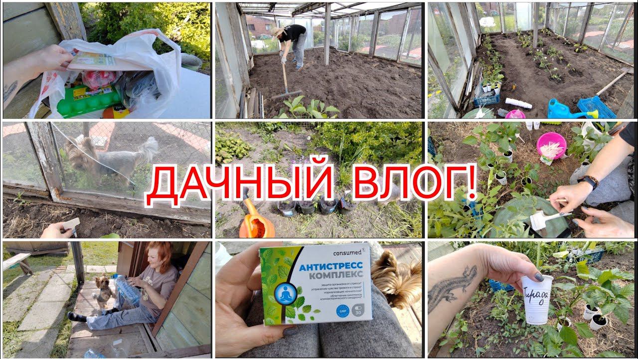 УВОЛЬНЯЮСЬ С РАБОТЫ / РАССАДА ОТ ПОДПИСЧИЦЫ / ЛЕКАРСТВО ОТ СТРЕССА / 4 июня 2024 г.