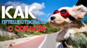 В отпуск с собакой! Правила путешествия с любимым питомцем
