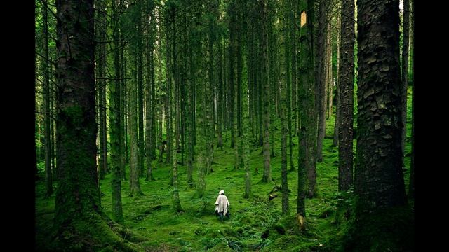 Звуки природы, шум леса, звуки для сна/sounds of nature, birdsong, forest noise, MUSIC FOR SLEEP смотреть онлайн