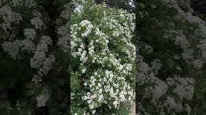 Белая невеста украсила Кисловодский парк