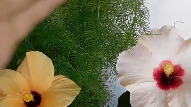 Семейное Счастье в доме могут создать комнатные растения! смотреть онлайн