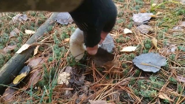 ЗУСТРІВ ОЛЕНЯ У ЛІСІ. 31.10.23Р. ГРИБНИЙ СЕЗОН ТРИВАЄ. РІВНЕНСЬКЕ ПОЛІССЯ, ЗАРІЧНЕНЩИНА. смотреть онлайн