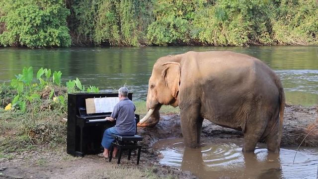 Schumann on Piano for Mongkol, a Rescue Bull Elephant смотреть онлайн