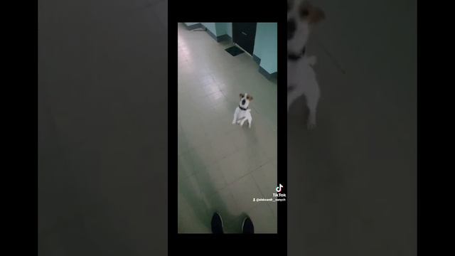 #джекрасселтерьер 😃#красавчик #попрыгун😉 #прикол смотреть онлайн