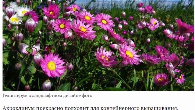 Гелиптерум или акроклинум Выращивание из семян Посадка и уход в открытом грунте Фото видов