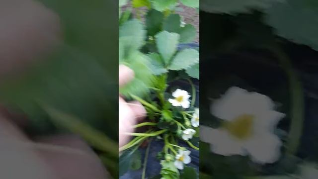 19.04 сорт земляники Сандра цветение смотреть онлайн