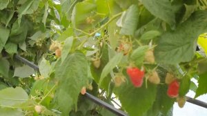 Один из лучших сортов малины!!!Ремонтантный сорт малины АМИРА. Урожайный и вкусный.