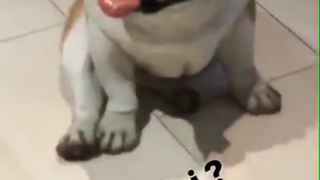 Bill Kaulitz - IG-Story #4 - Pumbi? (01.08.17, LA)