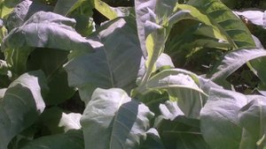 Выращивание табака от 12 августа