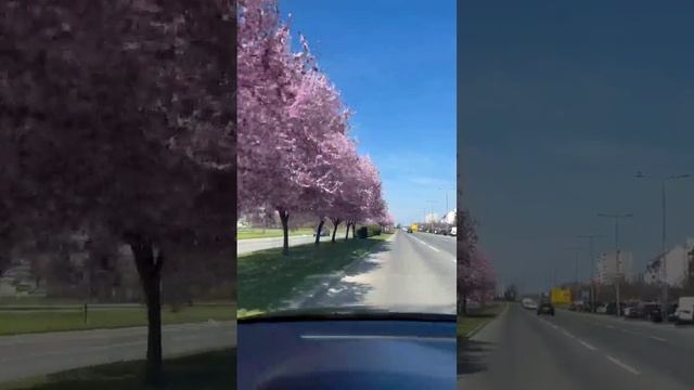 В Сербию пришла весна.