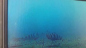 Что произойдёт с рыбой если её выпустить после поимки