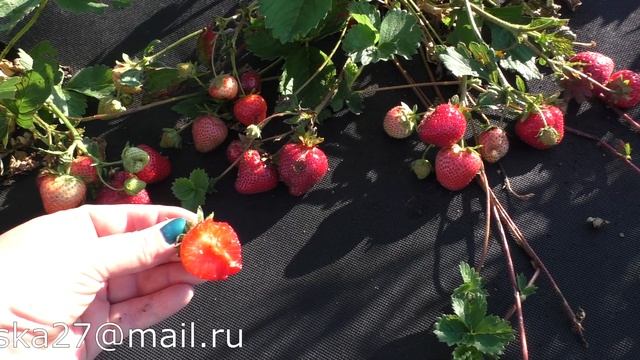 МОЛИНГ СТОЛЕТИЕ смотреть онлайн