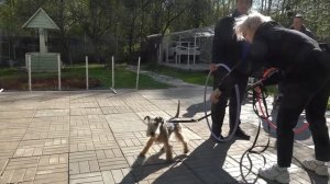 ДТ - 346. Усатые и бородатые прыгуны: терьеры и шнауцер.