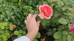 19 августа 2022 г. Цветение #Розы Прикс П.Ж. Редуте, #Ив Пьяже