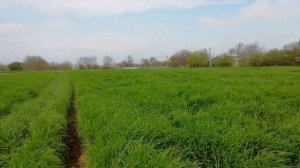 Ячмень Базальт. Самый лучший сорт. Начал ложиться, на поле вода.