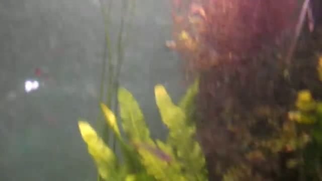 Стеклянный сом с острова Ява, Kryptopterus bicirrhis, аквариумные рыбки сомики, океанариум спб