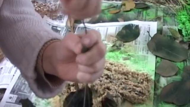 Подвесная композиция из сухоцветов