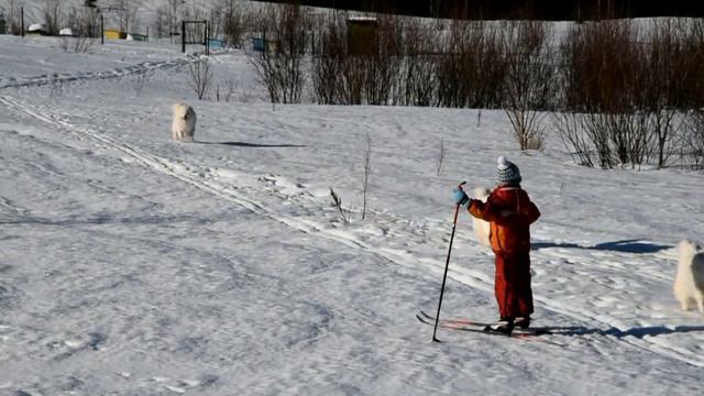 Самоеды питомника "Из Белоснежной Стаи" гуляют по полям и лесам Карелии!