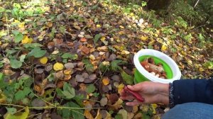 Какие грибы растут в начале октября?