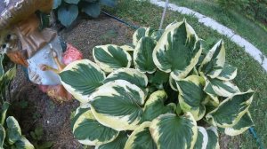 МОИ ХОСТЫ В ЛАНДШАФТНОМ ДИЗАЙНЕ! Мои 25 хост!