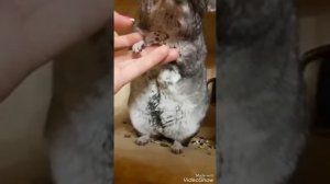 Беременная шиншилла. Как шевелятся детки