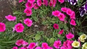 Фантастические петунии