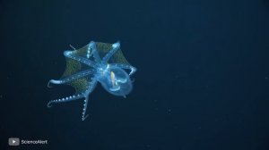 Новые Гибриды Животных, Которых Создали в этом Году