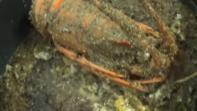 Как приготовить раков смотреть онлайн