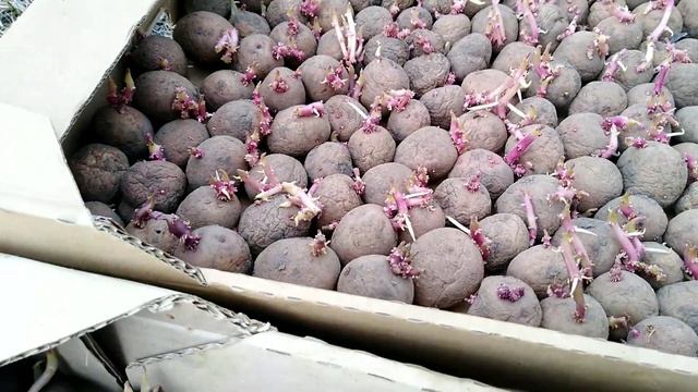 Посадка картофеля "Пикассо" (Пяничка). Идеальный сорт для домашнего выращивания смотреть онлайн