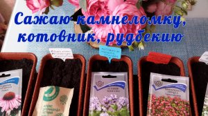 Посев семян камнеломка арендса, котовник и рудбекию. Взошла гвоздика травянка (первые всходы)!