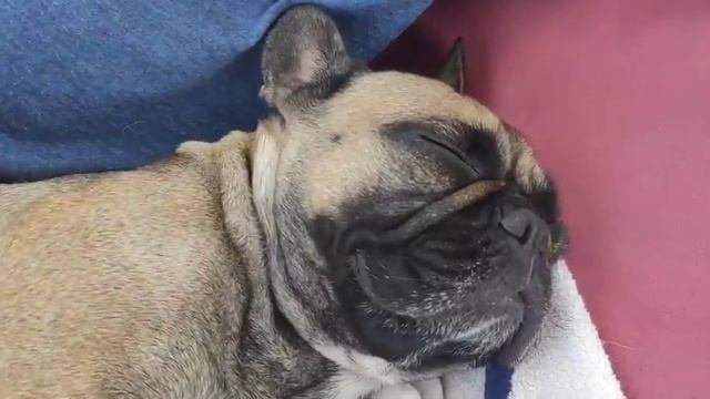 Французский бульдог Марго на море смотреть онлайн