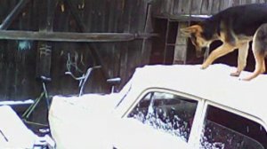 Моя любимая собака Джуля ломает авто.