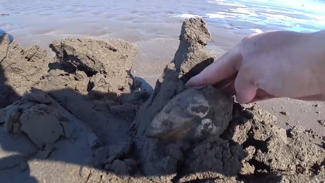 Еду копать морской деликатес смотреть онлайн